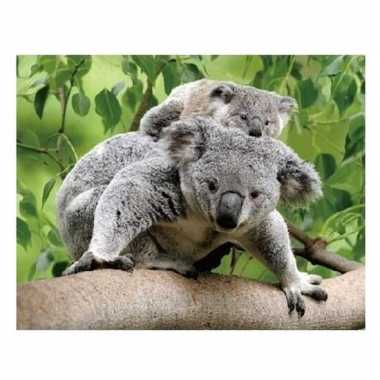 3d magneetje koalaberen prijs